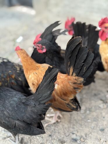 кошка без шерсти: Продам карликовых Бетнамок