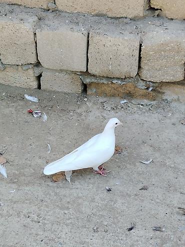 serebrist toyuqlar satılır: Salam 9 dene tutulma quslar hamsi 25 azn ünvan qaradag göndərmək olar — 9