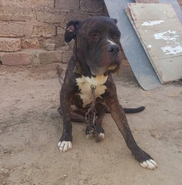 pit bul: Pitbul, 2 il, Erkek