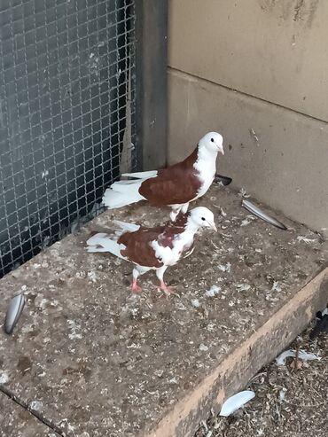 Göyərçinlər: Şəkillərin hamısına baxın. hər cinsdə quşlar satılır . qiymət biri — 16