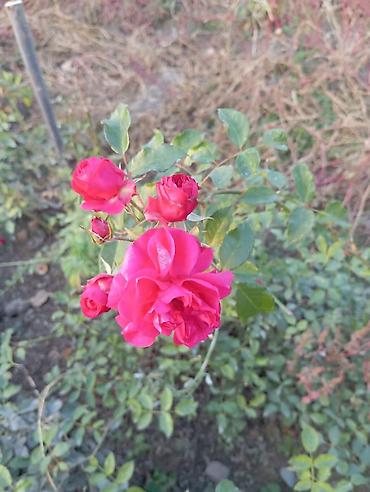 Другие садовые цветы и кустарники: Саженцы садовых роз и хризантем - Розы чайно-гибридные/флорибунда — 3