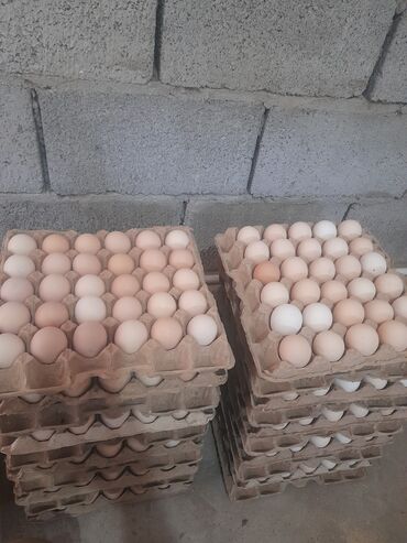куплю домашние яйца: Жогорку сапаттагы жумуртка, оздук чарбамда ондурулгон жеткирип беруу