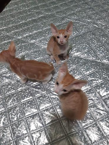кошки свинкс: Донской сфинкс, 2 месяца, Мальчик, Рыжий, Приучена к лотку — 2