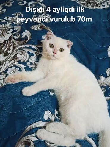 отдам в добрые руки котенка: Şotland, Erkək, Dişi, Yaxşı əllərə, Pulsuz çatdırılma, Ödənişli çatdırılma