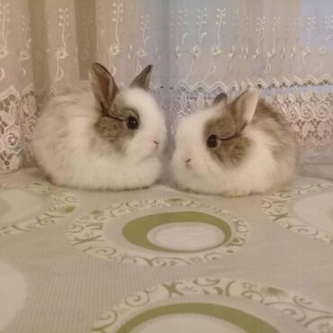 Dovşanlar: 🟠 Ev dovşanı balalarına super endirim kampaniyası. müvəqqəti olaraq 50 — 10