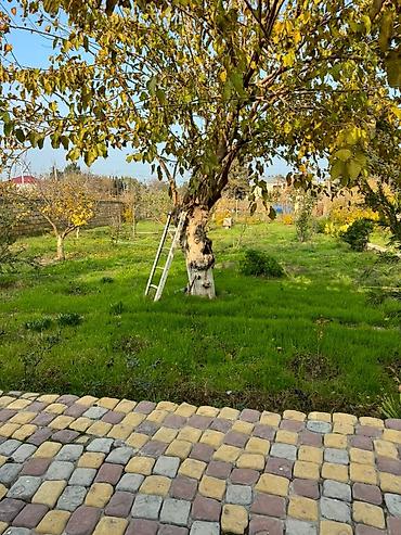 осд: Bağ evi – geniş həyətyanı sahə və yaşayış üçün tam şərait - Yaşayış — 1