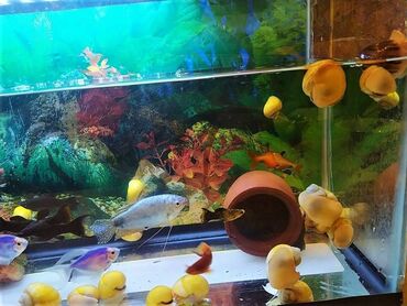 filter akvarium: Akvarium baliglari, maqazin deyil, hamisi evdə yetişib. Vatsap aktiv
