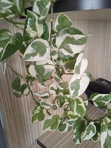 Otaq bitkiləri: Сциндапсус N-Joy — 26