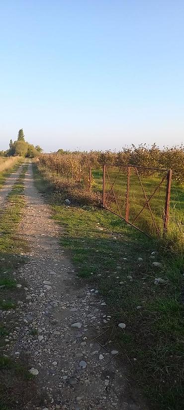 garden: 166 sot, Kənd təsərrüfatı, Mülkiyyətçi, Kupça (Çıxarış) — 1