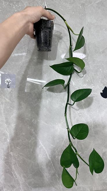 Монстеры: Монстера Тайское Созвездие 3 горшка по 1000с Посажены в хороший — 8