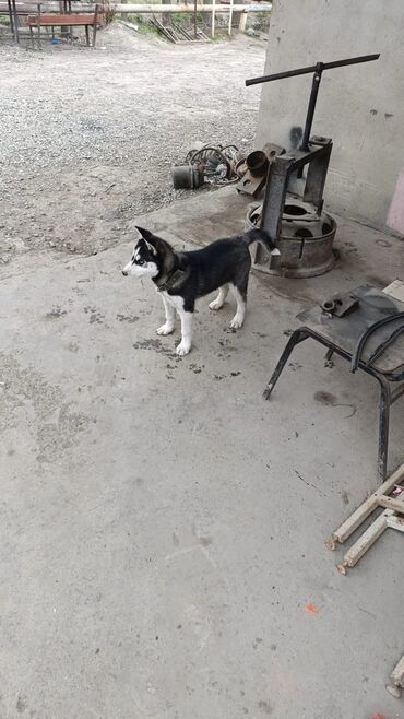 xaski it: Xaski, 3 ay, Erkek, Peyvəndli, Rayonlara çatdırılma