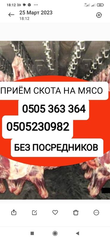 Животные: Куплю | Коровы, быки, Лошади, кони, Другие с/х животные | Круглосуточно, Любое состояние, Забитый at lalafo.kg Животные: Куплю | Коровы, быки, Лошади, кони, Другие с/х животные | Круглосуточно, Любое состояние, Забитый