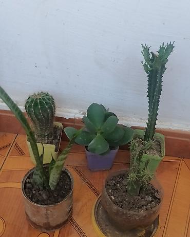 cilədağı bitkisi qiymeti: Pul gulleri 5azn, sansevieria opuntia subulata4azn,kaktuslar3azn.Son — 4
