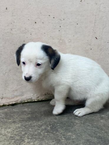 İtlər: 2 ay, Ünvandan götürmə — 10