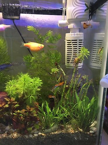 Аквариумы: Рыбки гуппи подростки — 9