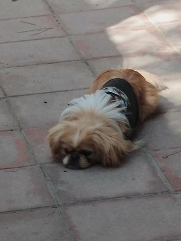 İtlər: Pekines, 1 il, Peyvəndli — 1