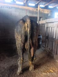 буудай сатам: Саан уй сатылат 150 000 сурап жатам 10 л суту бар at lalafo.kg буудай сатам: Саан уй сатылат 150 000 сурап жатам 10 л суту бар