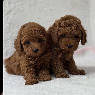 İtlər: Pudel, 1 ay, Ödənişli çatdırılma — 4