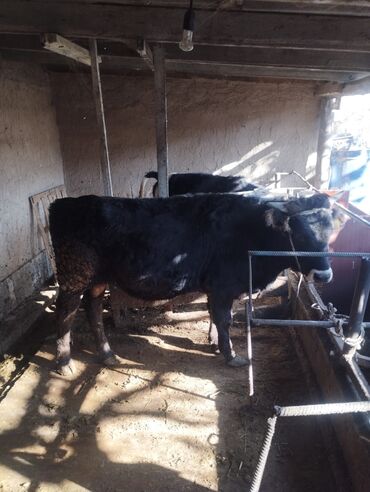 голуби жвотный: Другие животные