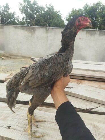 сколько стоит собака бу: Şhamo Toyuq.Heyvan Göz Qabaqındadır.Hazırda Qırt Düşüb Ama Hələki