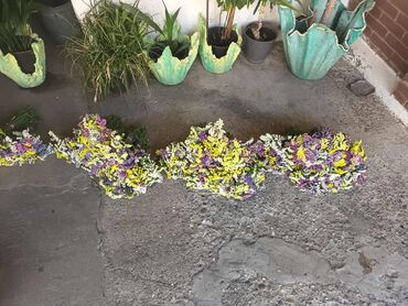 Figure: 🌸 Statica suvo cvece 
Buket za samo 🌸❌ — 5