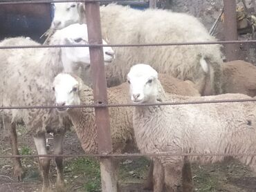 Qoyunlar, qoçlar: Satış: Qoyun və quzular Təsvir: - Ev şəraitində saxlanılan — 9