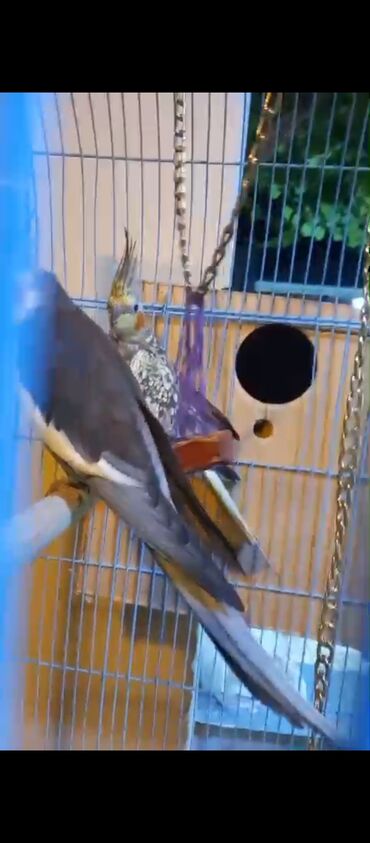 Tutuquşları: Nymph (Cockatiel) cütlüyü və qəfəs dəsti - Növ: Nymph papuqayı — 2