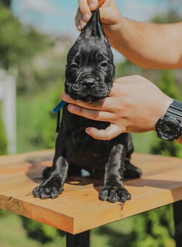 Psi: Postanite vlasnik jednog od naših vrhunskih Cane Corso štenaca — 9