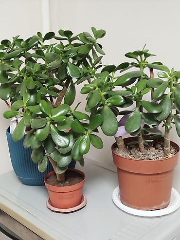 plant: Комнатные цветы Денежное дерево — 3
