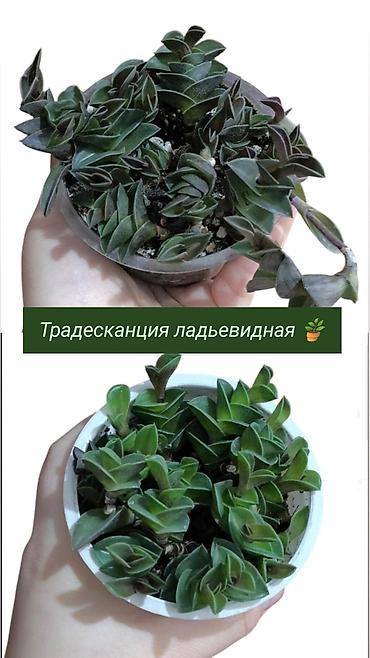 Хлорофитумы: Распродажа 🔥 Продаю комнатные растения 🪴. Пассифлора кализия розовая — 3