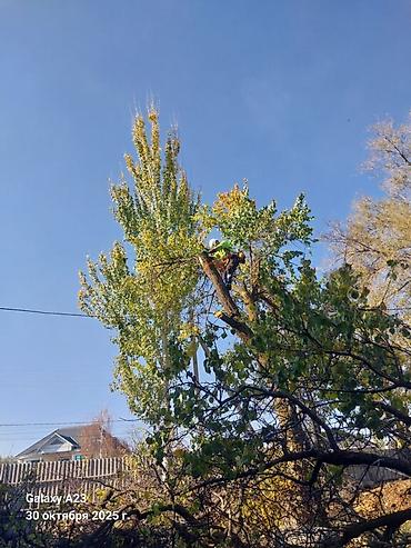 Спил деревьев, заготовка дров: Спил дерево 🌲 опытный пилшик бак кыйабыз отун аралайбыз Терек тополь — 1