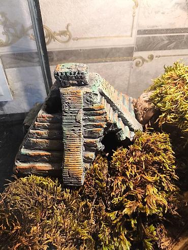 Зоотовары: 🌿 Украшения и декорации для аквариумов и террариумов 🌿 Продаю — 16