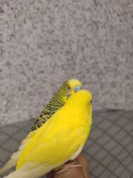 дома на продажу в бишкеке: Волнистые попугаи пара самец и самка отдельно не продаються вместе с