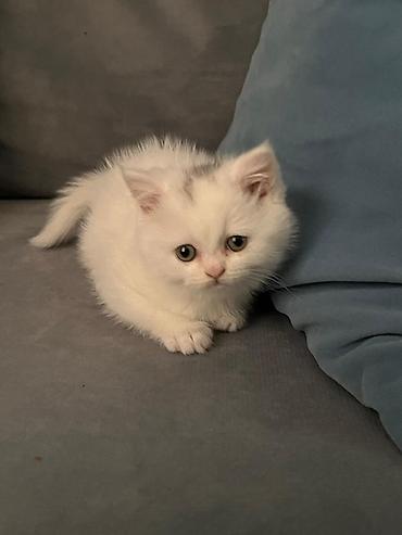Кошки: Шотландская, Самка, В добрые руки, Самовывоз — 4
