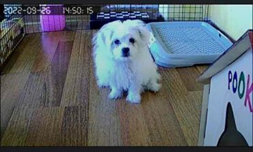 Təhlükəsizlik sistemləri: Təhlükəsizlik sistemləri | Müşahidə kameraları | Quraşdırılma, Zəmanət — 14