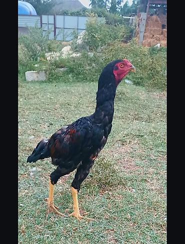 Aseel (Asil) cinsi xoruz - Uzunboyun, güclü skelet quruluşu və hündür