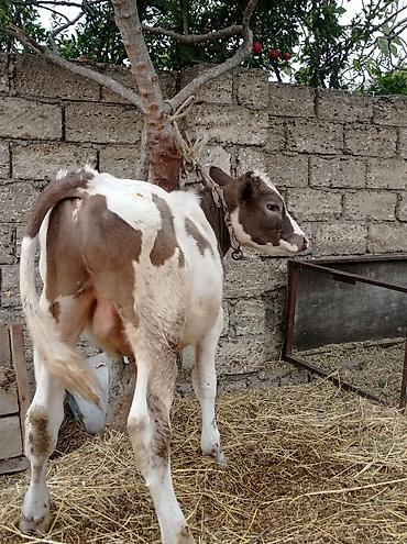 sudluk inek satisi: Bir Erkey bir dişisi Erkey 6aylıqdı dişi smental arginal avsdralyadı — 1