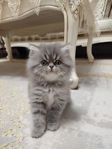 Pişiklər: Fars — 4