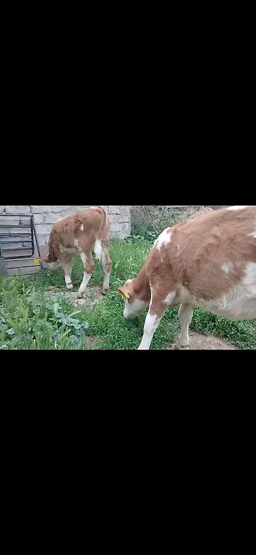 Dana, buzov: Satışda: simmental tipli erkək buzovlar - Rəng: ağ-qəhvəyi ləkəli - — 8
