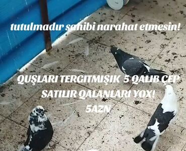 deniz qurdu satisi: Çep satilir 5 AZN alan olsa 4 AZNde endirərək tərgidirik