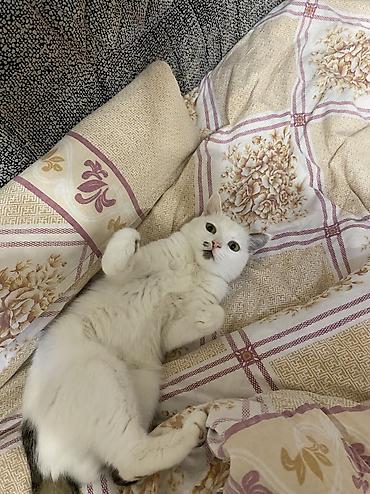 питомца: Кошка даром: Беспородная, 2 года, Девочка, Кастрирована, Приучена к лотку, Проглистована — 2