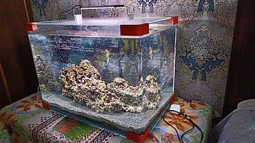 akvarium baliqlari: Şüşə akvarium seti - Ölçü: təxmini 60×35×40 sm (50–60 litr həcmə — 3