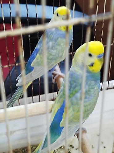 yuva: Hazir cüt rainbow satilir, qefes, aqilli yem qabi, folluqlu yuva — 3
