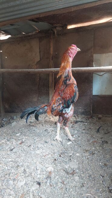 Ördəklər: Xoruz, il: 1, Ödənişli çatdırılma
