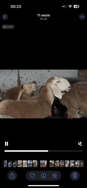 бекер уй: Сатам | Кочкор (эркек) | Арашан | Көбөйтүү үчүн | Асыл тукумдуу — 5