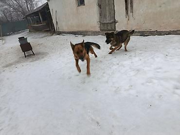 Продажа собак: Немецкая овчарка, 5 лет, Самка — 5