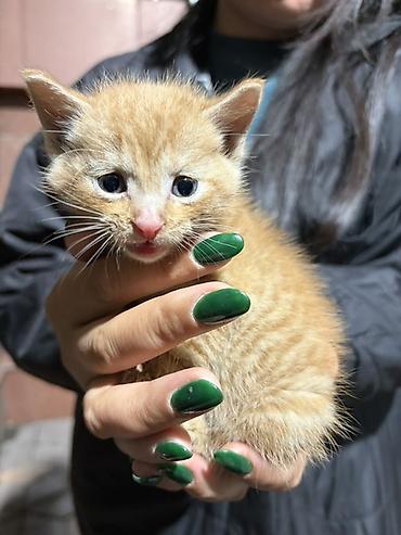 Кошки: Даром в добрые руки 🥹 чистый котенок. Нашли в районе восток 5. Срочно — 1