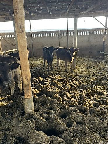 Коровы, быки: Продаю | Музоо, торпок | Швицкая | На откорм — 4