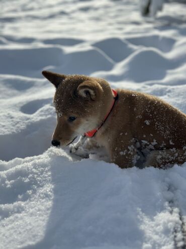 Продажа собак: Сиба-ину, 3 месяца, Самец, С прививкой — 11