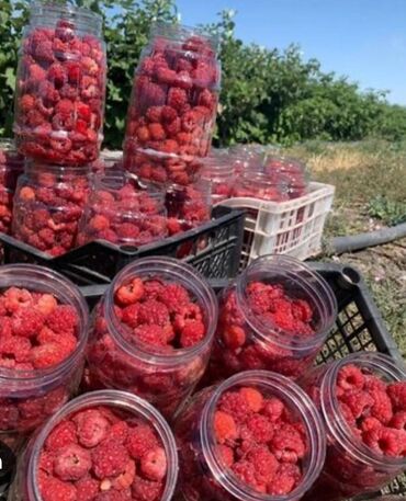 семена комнатных цветов в бишкеке: Малина Оптом